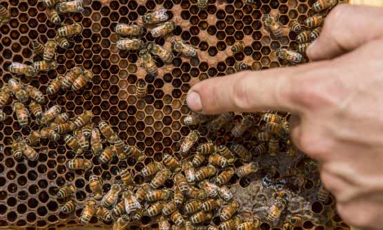 orticà-api-miele-biologico-03