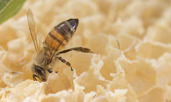 orticà-api-miele-biologico-05