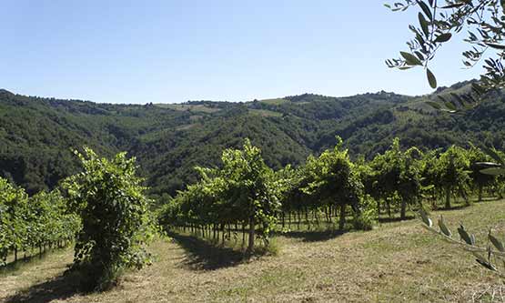 orticà-azienda-agricola-03 orticà-azienda-agricola-03
