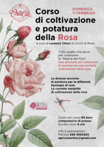 Corso di coltivazione e potatura della rosa