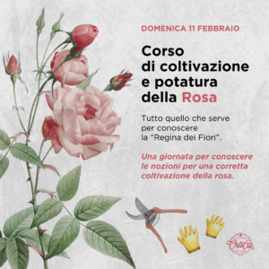 corso rosa